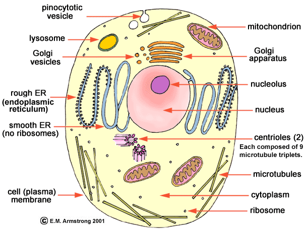 Parts of an Animal Cell and their Functions Cell Membrane: The 