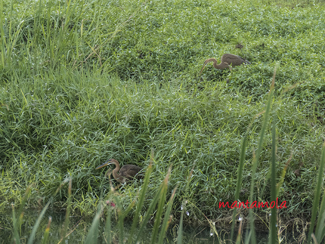 Purple Heron (Ardea purpurea)