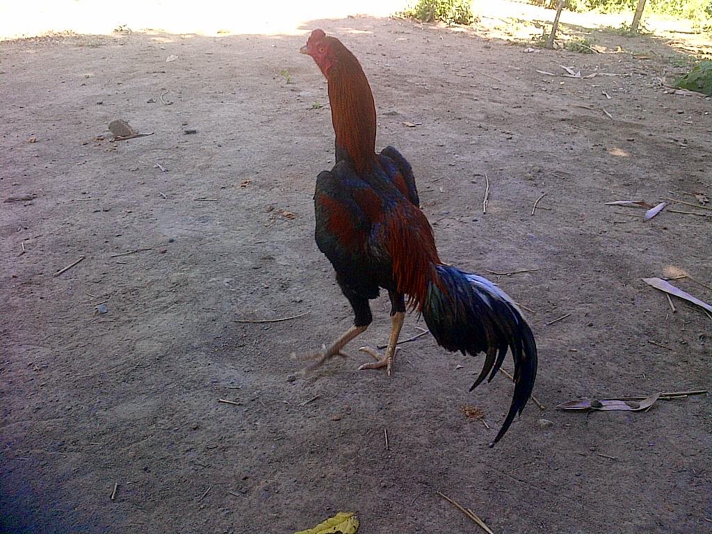 Ayam Petarung Jogjakarta: KANCIL PUKUL JILING ,SARAF 