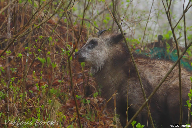 Japanese Serow