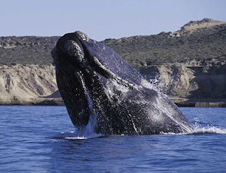 Avistaje de Ballenas Península Valdés Patagonia Argentina