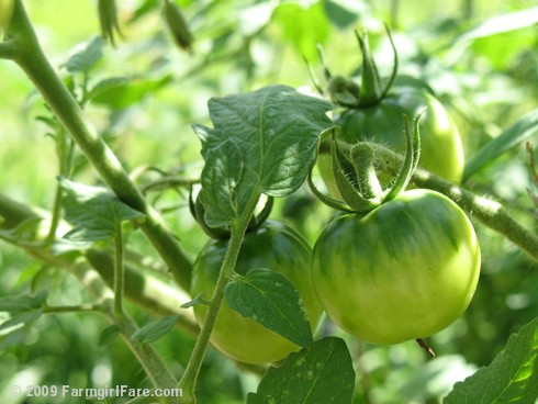 Recipes green tomatos