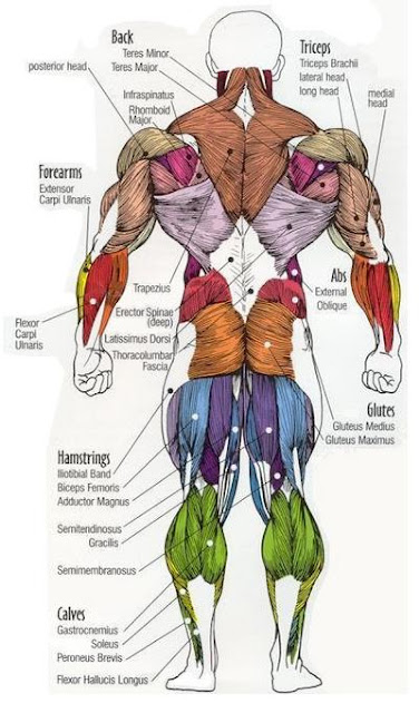 Dr Will McCarthy's Science Site: MAJOR MUSCLES of the BODY