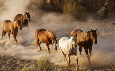 Fotografías e Imágenes de Caballos. Horses Pictures and Photos