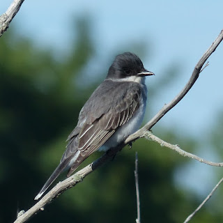 Tyran tritri - Tyrannus tyrannus