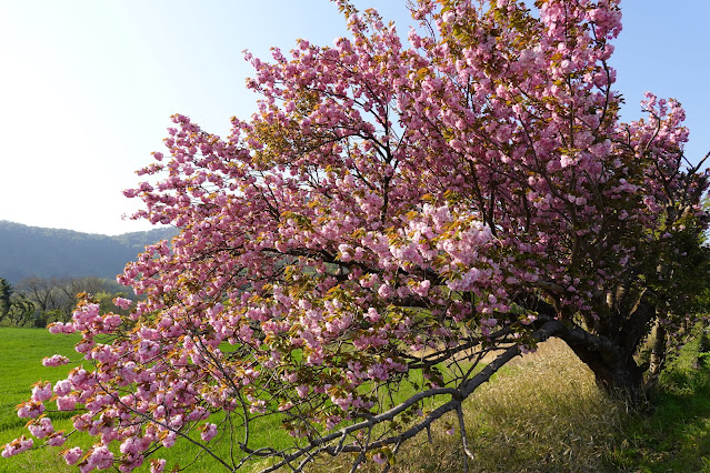 鳥取県道30号赤碕大山線　大山環状道路　香取　ヤエザクラ（八重桜）