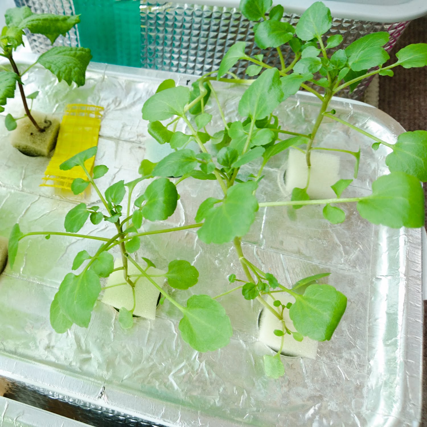 クレソン水耕栽培 25日目 窓際菜園 リビングで野菜を水耕栽培