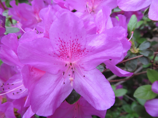 azaleas