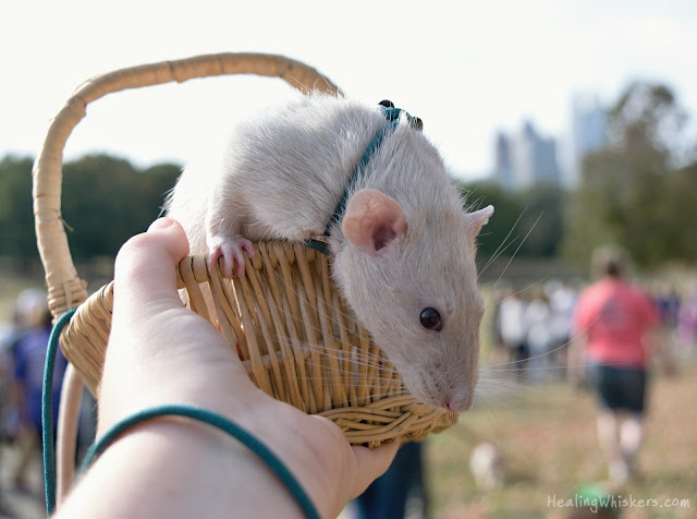 Oliver the therapy rat in his basket