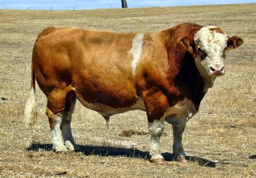 Gambar sapi simmental sapi metal - sapi pedaging import usahaternak