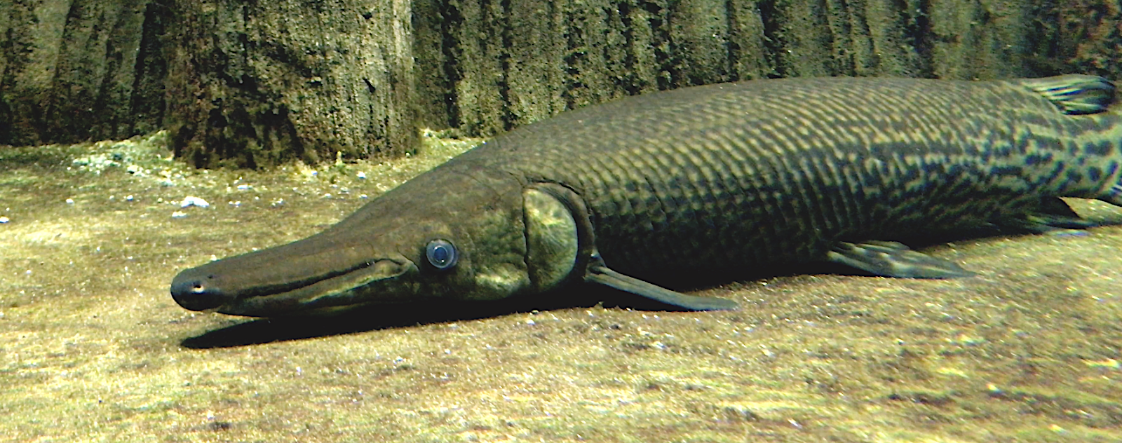 Aquarium Movies Japan Archive 生きている魚図鑑 アリゲーターガー Alligator Gar Atractoateus Spatula