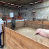 FORTALECE FOMTLAX AL SECTOR GANADERO CON CRÉDITOS ACCESIBLES