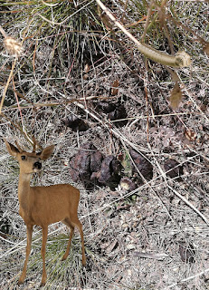 Evergreen Colorado deer poop mountain snakes biting hikers dangerous for tourists