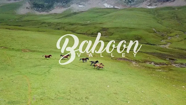 Baboon Top