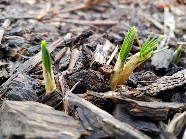 Crocus beginning to pop up in the entrance borders of the farm