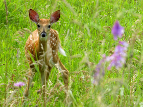 whitetail fawn