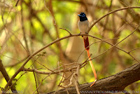 Asian Paradise Flycatcher