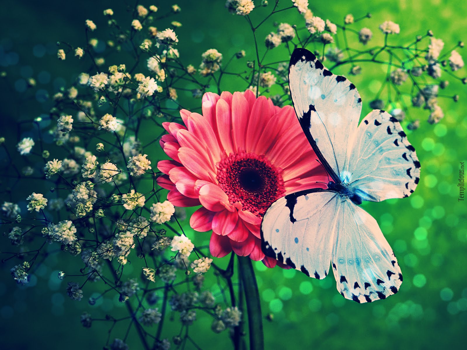 Butterfly Wallpaper