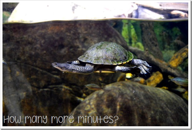 The Townsville Aquarium | How Many More Minutes?