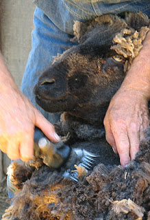 A black sheep in the hands of the shearer. Photo by Bruce Spencer.