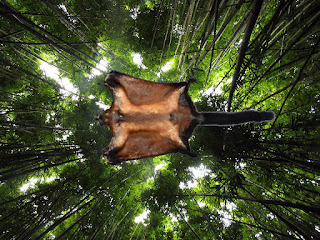 the Giant Flying Squirrel is one of the fastest gliding mammals.