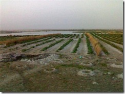 Gyan485 (Small)