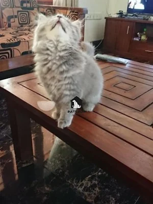 Persian Cat - pet shop kegalle