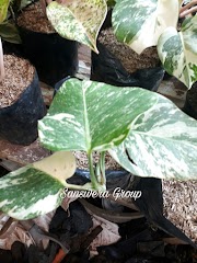 14+ Jual Tanaman Monstera Variegata, Paling Top!