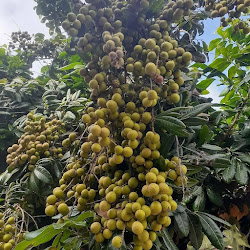 Jual Bibit Buah Klengkeng Durian Cepat Berbuah