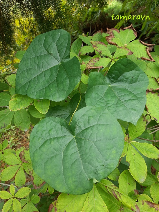 Луносемянник даурский (Menispermum dauricum)