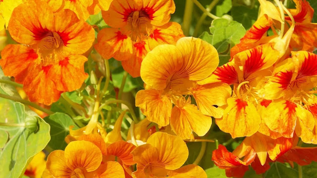 Nasturtium Flower