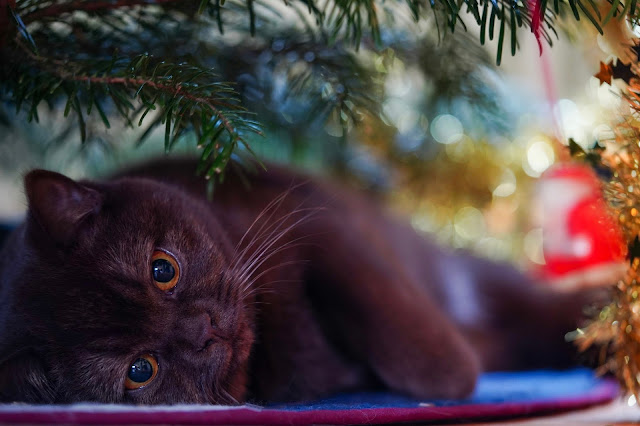 Una colònia de gats ferals ha començat a viure al centre de Vilanova i la Geltrú aprofitant la decoració nadalenca.