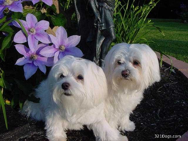 Corte de Pelo Maltes YouTube - Cortar El Pelo A Un Bichon Maltes