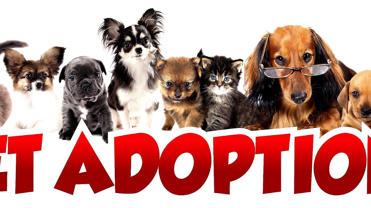 Mansfield Pet Adoption