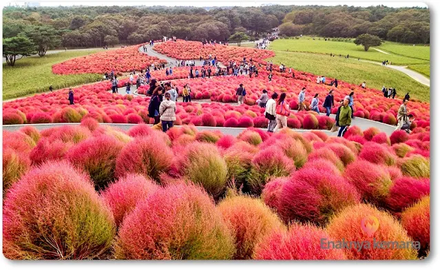 hitachi seaside park jepang