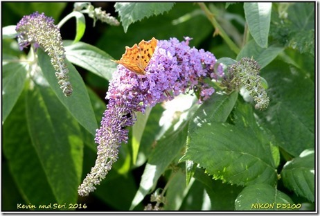 Middleton Lakes RSPB - August