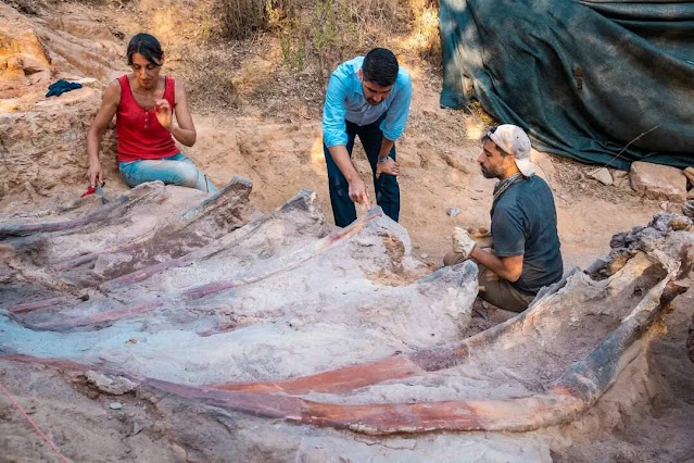 Giant Sauropod Dinosaur Skeleton Unearthed in Portugal