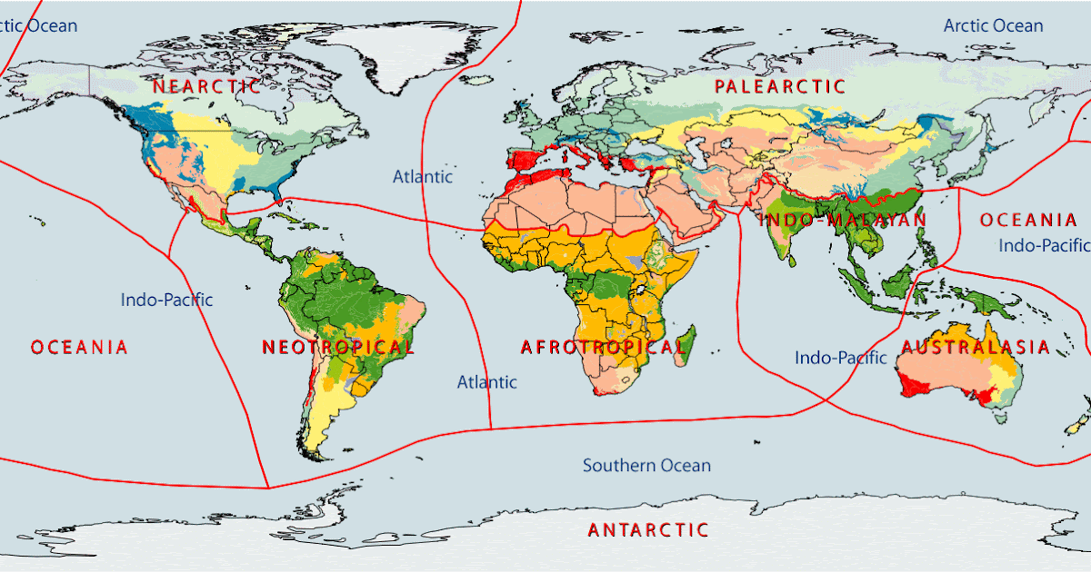  Contoh  Soal Hots Geografi Flora Fauna  Soal Kelasmu