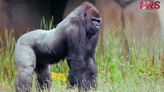 Gorilla animals HD wallpaper picture images mobile