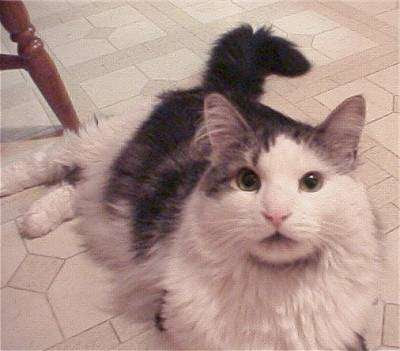 Norwegian Forest Cat and Kittens