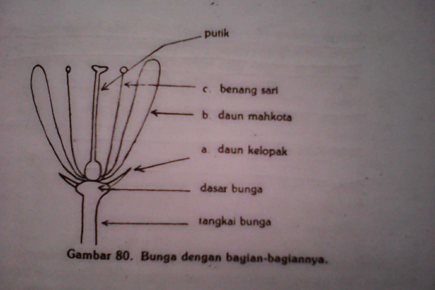 Tugas Morfologi Tumbuhan Bunga 