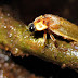 Beetles (Fireflies, Issid Planthopper, & Leaf Beetle) from Ranca Upas