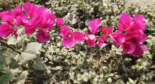 Bougainvillea spectabilis plant