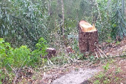Oknum Penebangan Kayu Pinus di Sipintu-pintu Kabupaten Toba, Diduga Belum Ada Verifikasi Tanaman Budidayanya