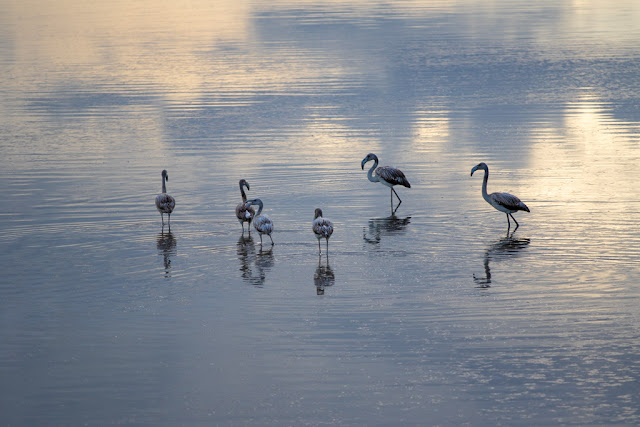 Fenicotteri al Parco naturale Molentargius-Saline a Cagliari