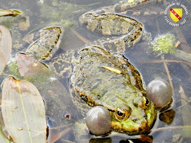 VILLERS-LES-NANCY (54) : Le jardin botanique du Montet-Grenouilles et crapauds