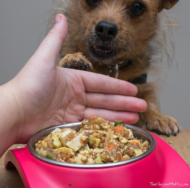 Jada wanting to eat her tofu and vegetable cooked dog food 2017