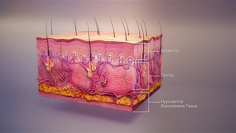 Skin layer