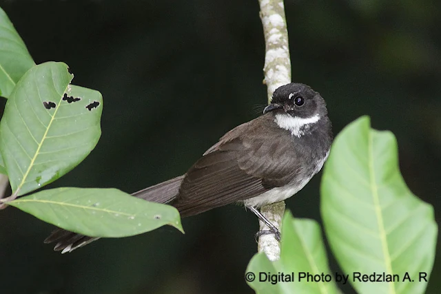 Pied Fantail -Backyard variety