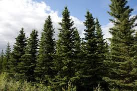 Picea mariana atau black spruce